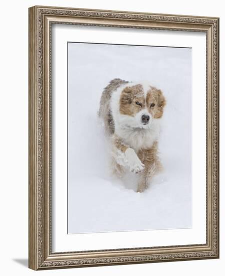 Female Red Merle Australian Shepherd Dog Running in Snow, Longmont, Colorado, USA-Carol Walker-Framed Photographic Print