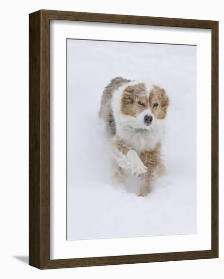 Female Red Merle Australian Shepherd Dog Running in Snow, Longmont, Colorado, USA-Carol Walker-Framed Photographic Print