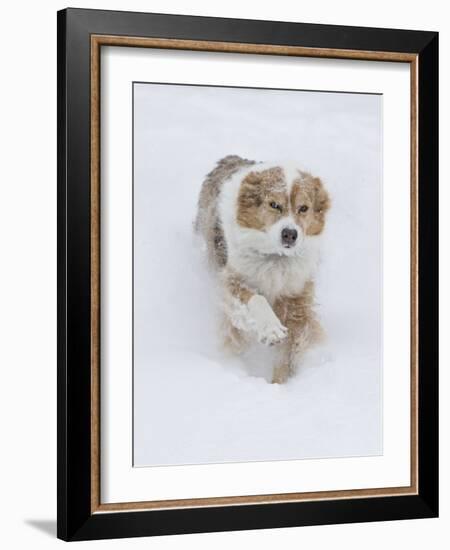 Female Red Merle Australian Shepherd Dog Running in Snow, Longmont, Colorado, USA-Carol Walker-Framed Photographic Print