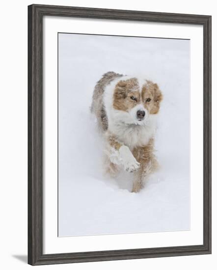 Female Red Merle Australian Shepherd Dog Running in Snow, Longmont, Colorado, USA-Carol Walker-Framed Photographic Print