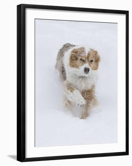 Female Red Merle Australian Shepherd Dog Running in Snow, Longmont, Colorado, USA-Carol Walker-Framed Photographic Print