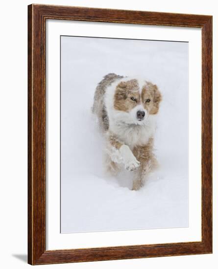 Female Red Merle Australian Shepherd Dog Running in Snow, Longmont, Colorado, USA-Carol Walker-Framed Photographic Print