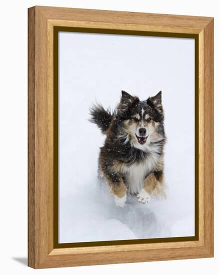 Female Red Tricolor Australian Shepherd Dog Running in Snow, Longmont, Colorado, USA-Carol Walker-Framed Premier Image Canvas