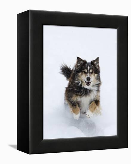 Female Red Tricolor Australian Shepherd Dog Running in Snow, Longmont, Colorado, USA-Carol Walker-Framed Premier Image Canvas