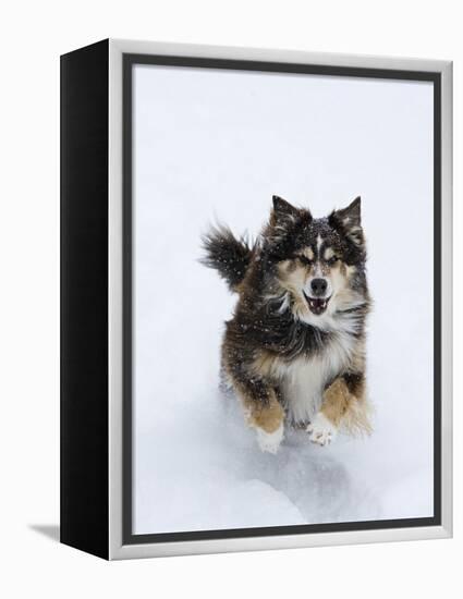 Female Red Tricolor Australian Shepherd Dog Running in Snow, Longmont, Colorado, USA-Carol Walker-Framed Premier Image Canvas