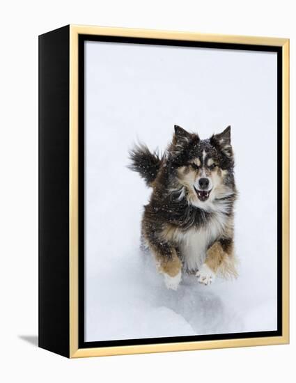 Female Red Tricolor Australian Shepherd Dog Running in Snow, Longmont, Colorado, USA-Carol Walker-Framed Premier Image Canvas