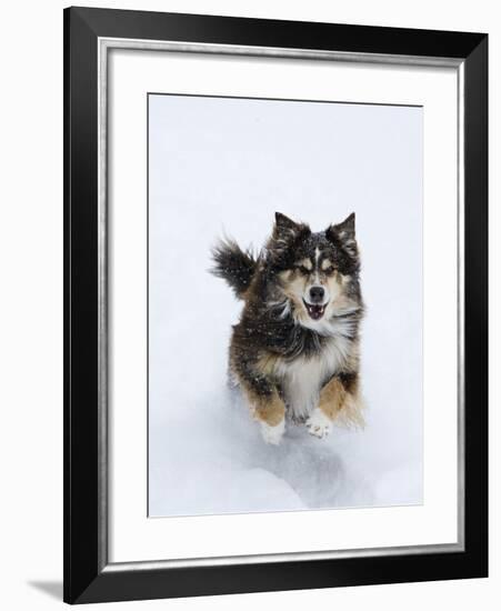 Female Red Tricolor Australian Shepherd Dog Running in Snow, Longmont, Colorado, USA-Carol Walker-Framed Photographic Print