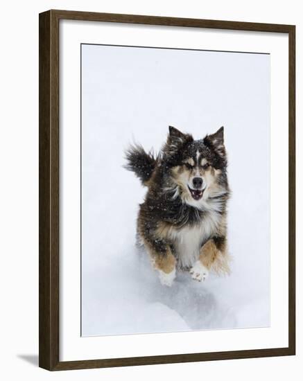 Female Red Tricolor Australian Shepherd Dog Running in Snow, Longmont, Colorado, USA-Carol Walker-Framed Photographic Print