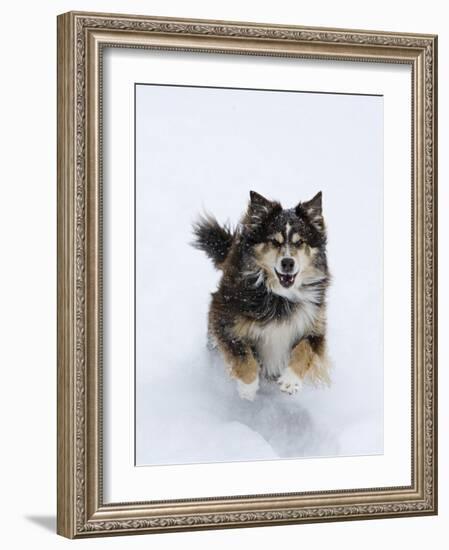 Female Red Tricolor Australian Shepherd Dog Running in Snow, Longmont, Colorado, USA-Carol Walker-Framed Photographic Print