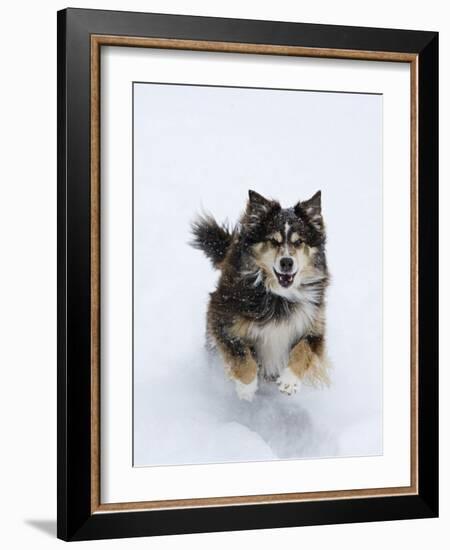 Female Red Tricolor Australian Shepherd Dog Running in Snow, Longmont, Colorado, USA-Carol Walker-Framed Photographic Print