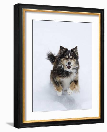 Female Red Tricolor Australian Shepherd Dog Running in Snow, Longmont, Colorado, USA-Carol Walker-Framed Photographic Print