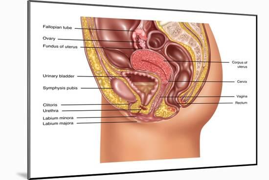 Female Reproductive Anatomy, Illustration-Gwen Shockey-Mounted Giclee Print