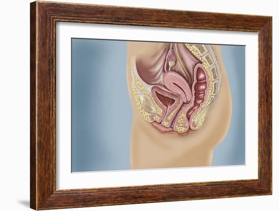 Female Reproductive Anatomy on Blue Background-null-Framed Art Print