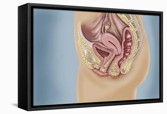 Female Reproductive Anatomy on Blue Background-null-Framed Stretched Canvas