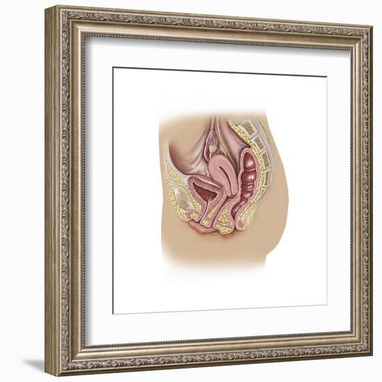 Female Reproductive Anatomy on White Background-null-Framed Art Print