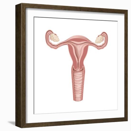 Female Reproductive Organs, Artwork-Henning Dalhoff-Framed Premium Photographic Print