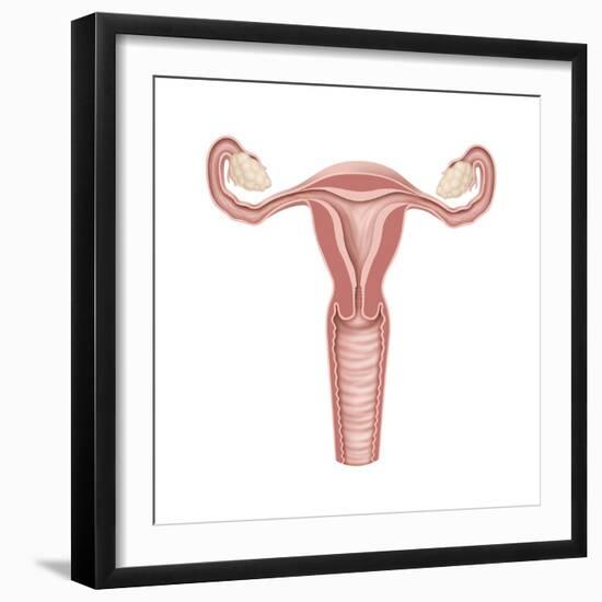 Female Reproductive Organs, Artwork-Henning Dalhoff-Framed Premium Photographic Print