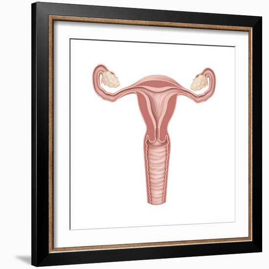 Female Reproductive Organs, Artwork-Henning Dalhoff-Framed Premium Photographic Print