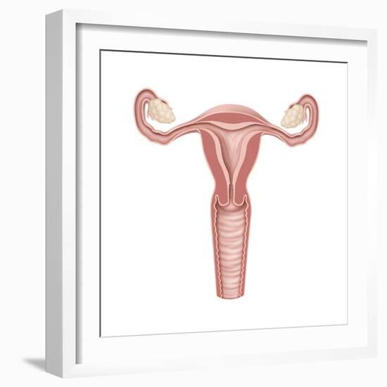 Female Reproductive Organs, Artwork-Henning Dalhoff-Framed Premium Photographic Print