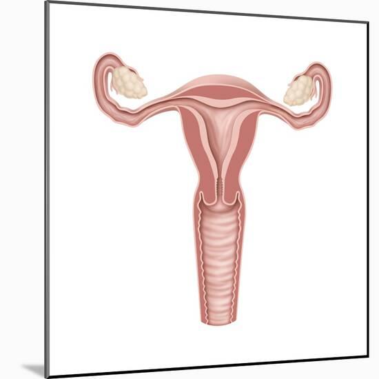 Female Reproductive Organs, Artwork-Henning Dalhoff-Mounted Premium Photographic Print