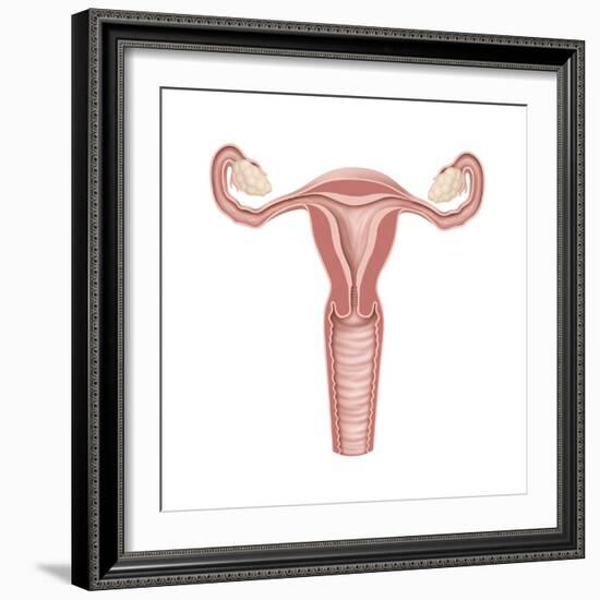 Female Reproductive Organs, Artwork-Henning Dalhoff-Framed Premium Photographic Print