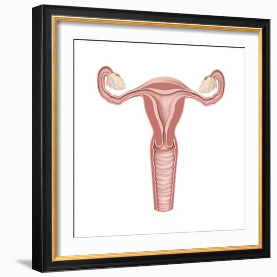 Female Reproductive Organs, Artwork-Henning Dalhoff-Framed Premium Photographic Print