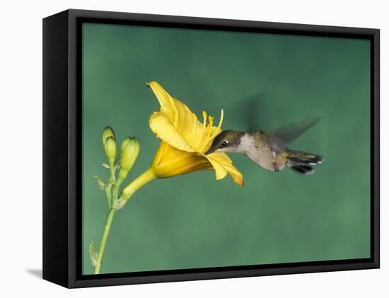 Female Ruby-Throated Hummingbird Feeding in Flight-Adam Jones-Framed Premier Image Canvas