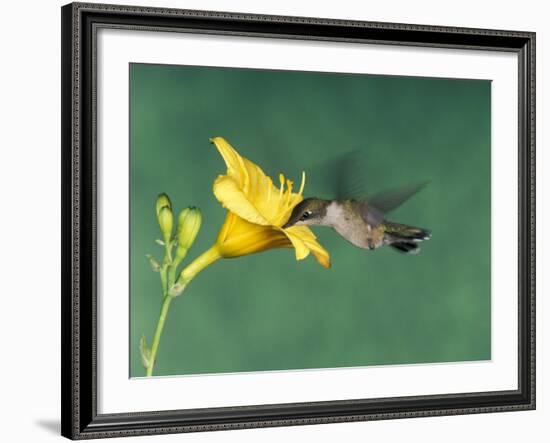 Female Ruby-Throated Hummingbird Feeding in Flight-Adam Jones-Framed Photographic Print