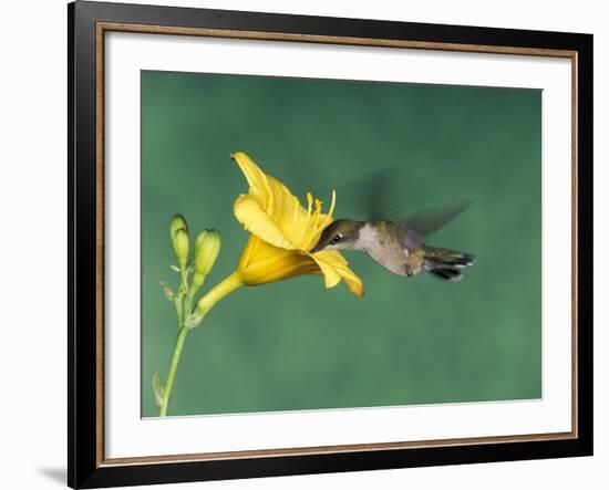 Female Ruby-Throated Hummingbird Feeding in Flight-Adam Jones-Framed Photographic Print