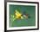 Female Ruby-Throated Hummingbird Feeding in Flight-Adam Jones-Framed Photographic Print