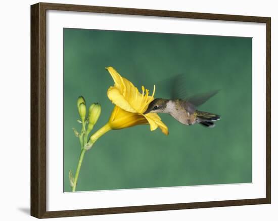 Female Ruby-Throated Hummingbird Feeding in Flight-Adam Jones-Framed Photographic Print