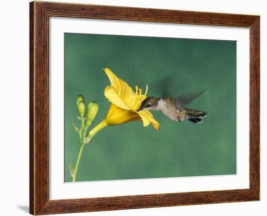 Female Ruby-Throated Hummingbird Feeding in Flight-Adam Jones-Framed Photographic Print