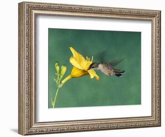 Female Ruby-Throated Hummingbird Feeding in Flight-Adam Jones-Framed Photographic Print