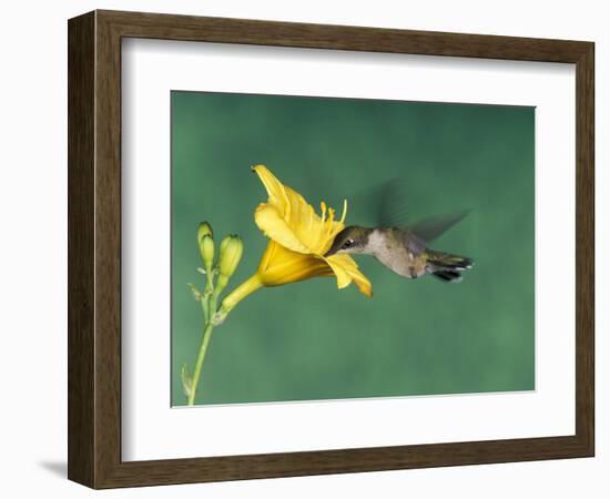 Female Ruby-Throated Hummingbird Feeding in Flight-Adam Jones-Framed Photographic Print