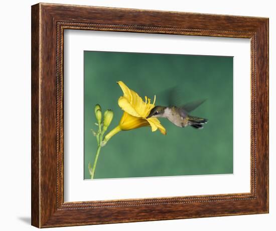Female Ruby-Throated Hummingbird Feeding in Flight-Adam Jones-Framed Photographic Print