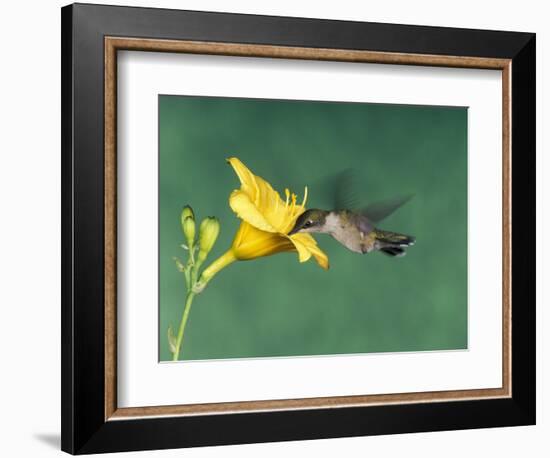 Female Ruby-Throated Hummingbird Feeding in Flight-Adam Jones-Framed Photographic Print