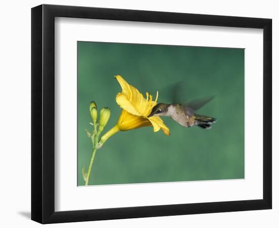 Female Ruby-Throated Hummingbird Feeding in Flight-Adam Jones-Framed Photographic Print