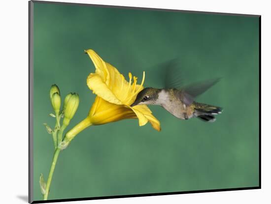 Female Ruby-Throated Hummingbird Feeding in Flight-Adam Jones-Mounted Photographic Print