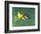 Female Ruby-Throated Hummingbird Feeding in Flight-Adam Jones-Framed Photographic Print