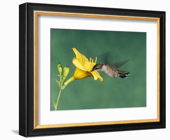 Female Ruby-Throated Hummingbird Feeding in Flight-Adam Jones-Framed Photographic Print