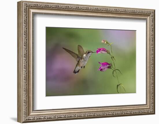 Female Ruby-throated hummingbird flying around flower, Louisville, Kentucky-Adam Jones-Framed Photographic Print