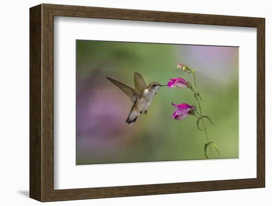 Female Ruby-throated hummingbird flying around flower, Louisville, Kentucky-Adam Jones-Framed Photographic Print