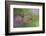 Female Ruby-throated hummingbird flying around flower, Louisville, Kentucky-Adam Jones-Framed Photographic Print