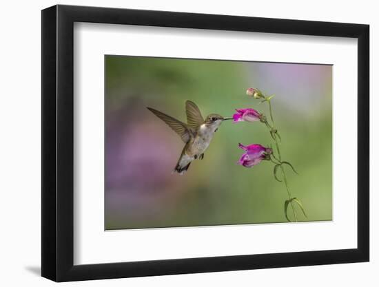 Female Ruby-throated hummingbird flying around flower, Louisville, Kentucky-Adam Jones-Framed Photographic Print