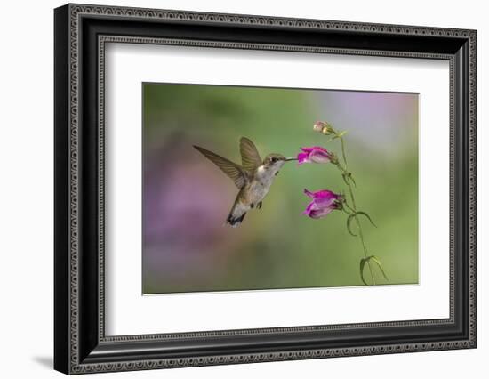 Female Ruby-throated hummingbird flying around flower, Louisville, Kentucky-Adam Jones-Framed Photographic Print