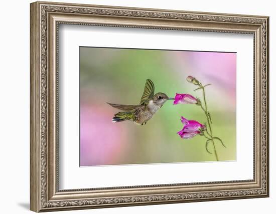 Female Ruby-throated hummingbird flying around flower, Louisville, Kentucky-Adam Jones-Framed Photographic Print