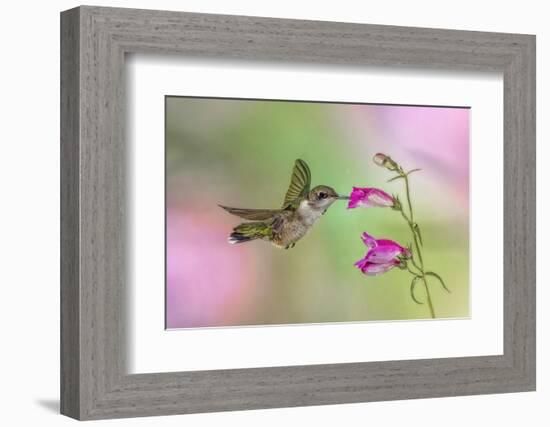 Female Ruby-throated hummingbird flying around flower, Louisville, Kentucky-Adam Jones-Framed Photographic Print