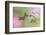 Female Ruby-throated hummingbird flying around flower, Louisville, Kentucky-Adam Jones-Framed Photographic Print