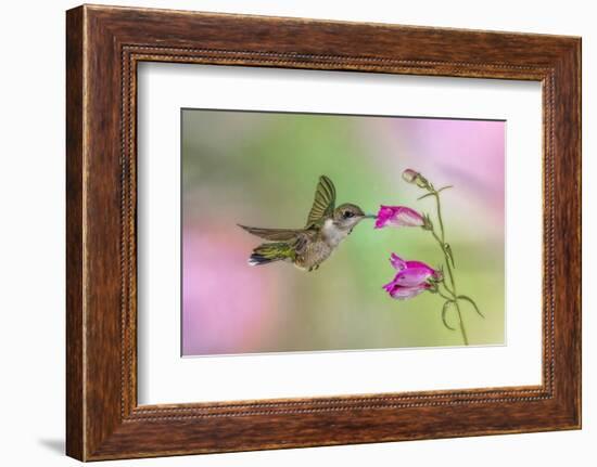 Female Ruby-throated hummingbird flying around flower, Louisville, Kentucky-Adam Jones-Framed Photographic Print