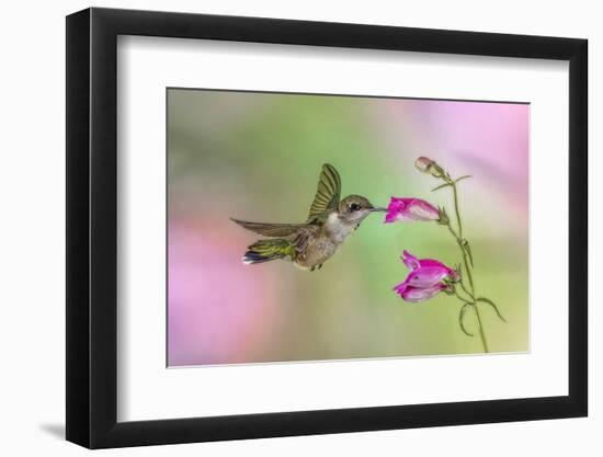 Female Ruby-throated hummingbird flying around flower, Louisville, Kentucky-Adam Jones-Framed Photographic Print